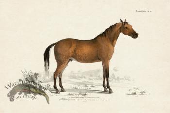 FNH 15 Arabian Horse